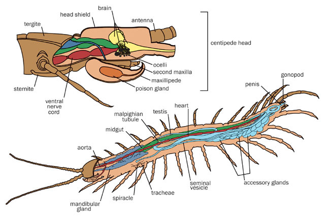human centipede diagram