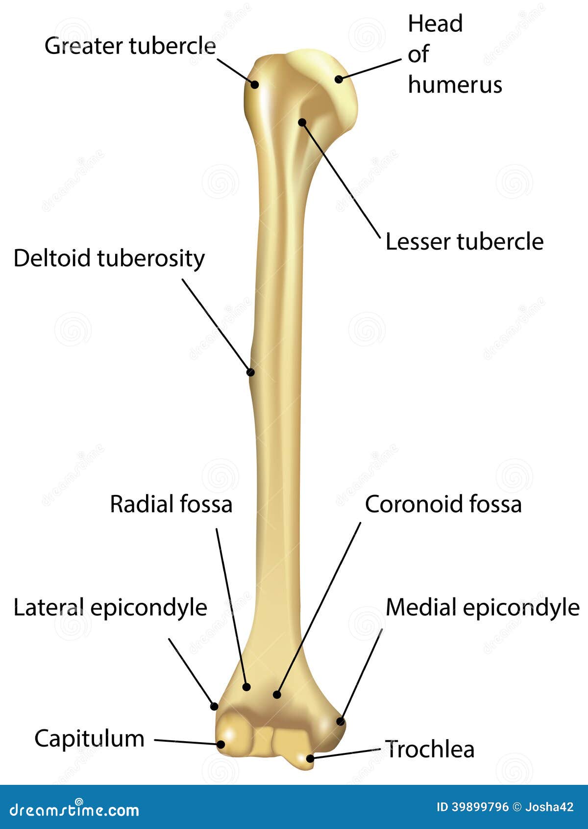 humerus diagram unlabeled