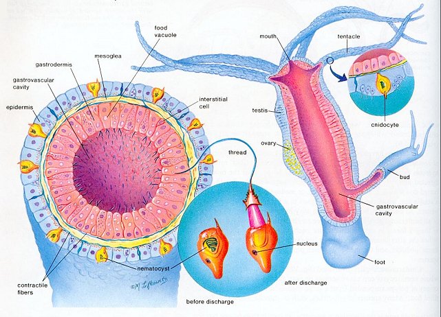 hydra anatomy diagram