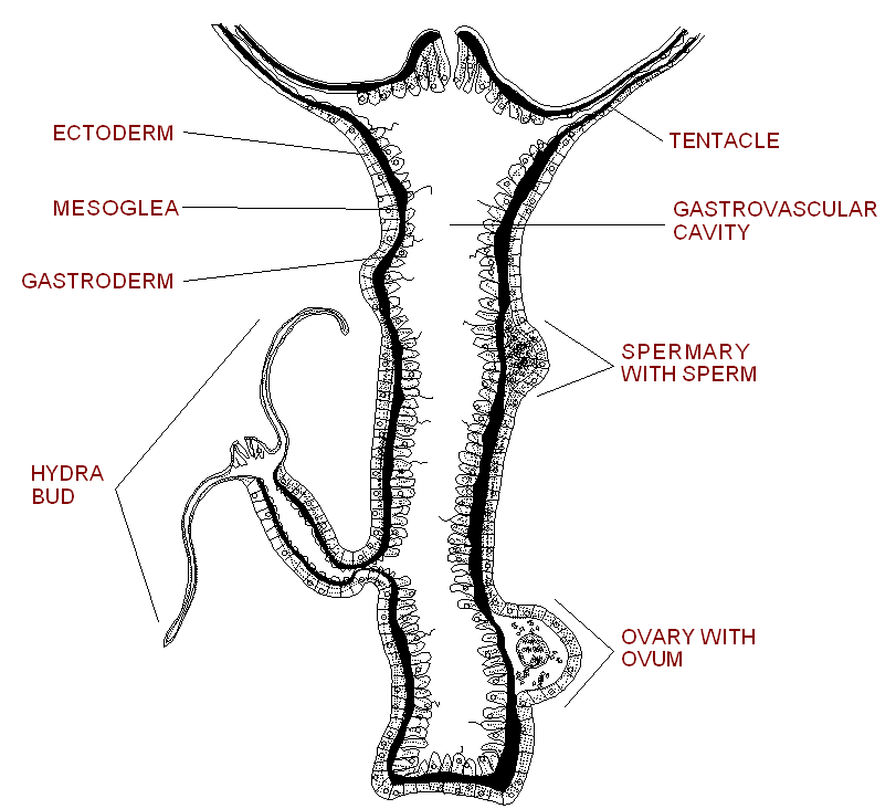 hydra anatomy diagram