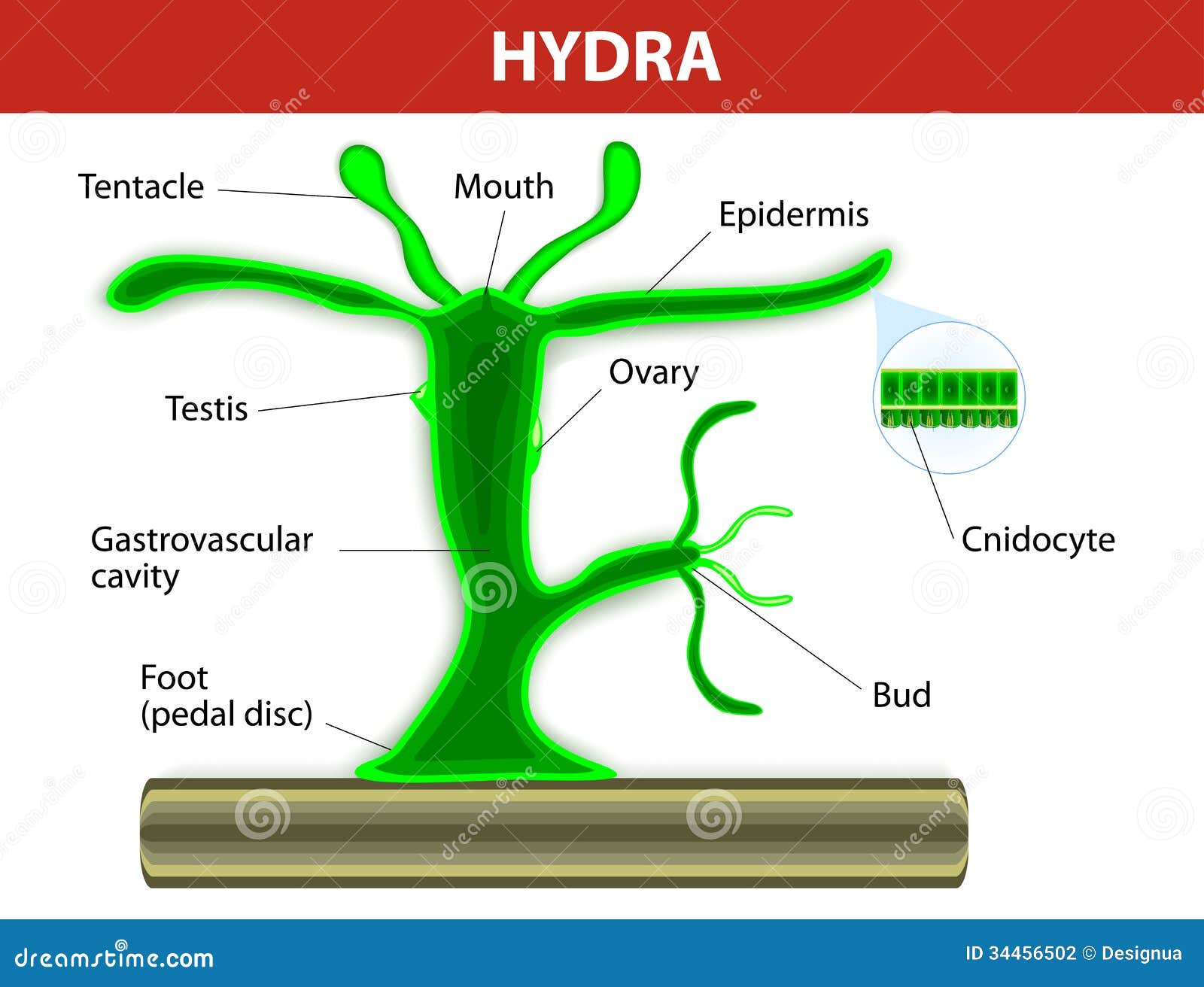 hydra labeled diagram