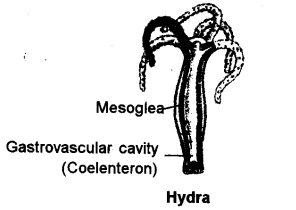 hydra labeled diagram
