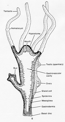 hydrozoa diagram