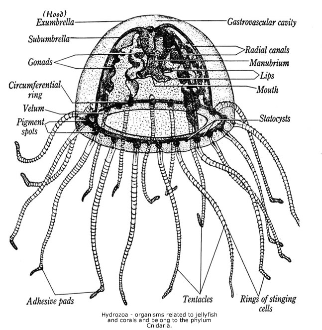 hydrozoa diagram