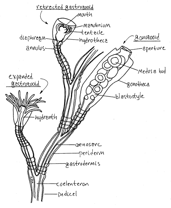 hydrozoa diagram