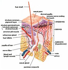 hypodermis diagram