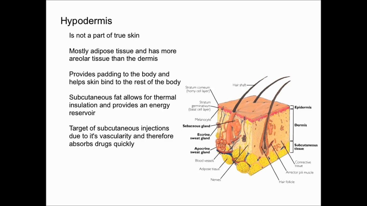 hypodermis diagram