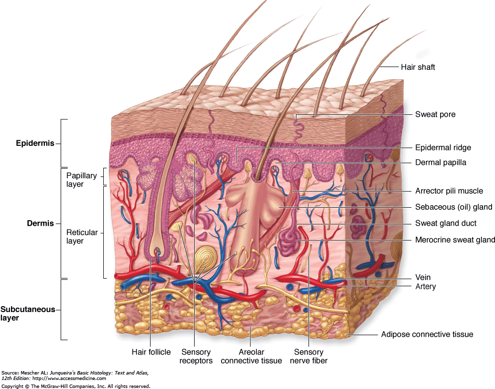 hypodermis diagram