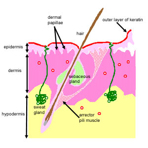 hypodermis diagram