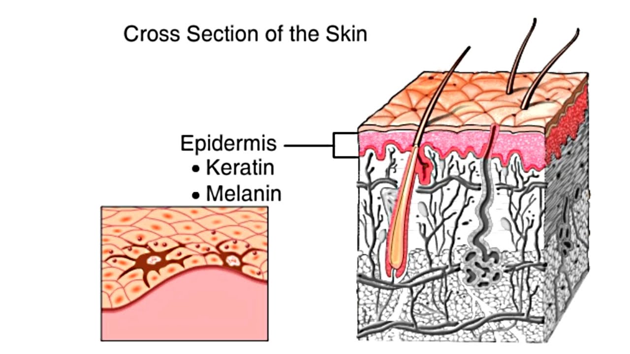 hypodermis diagram