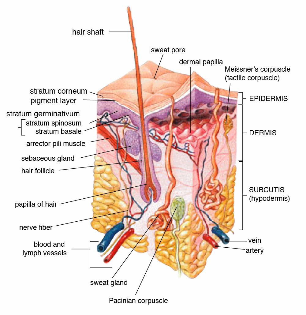 hypodermis diagram