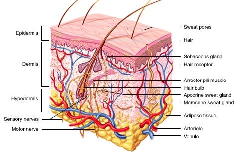 hypodermis diagram