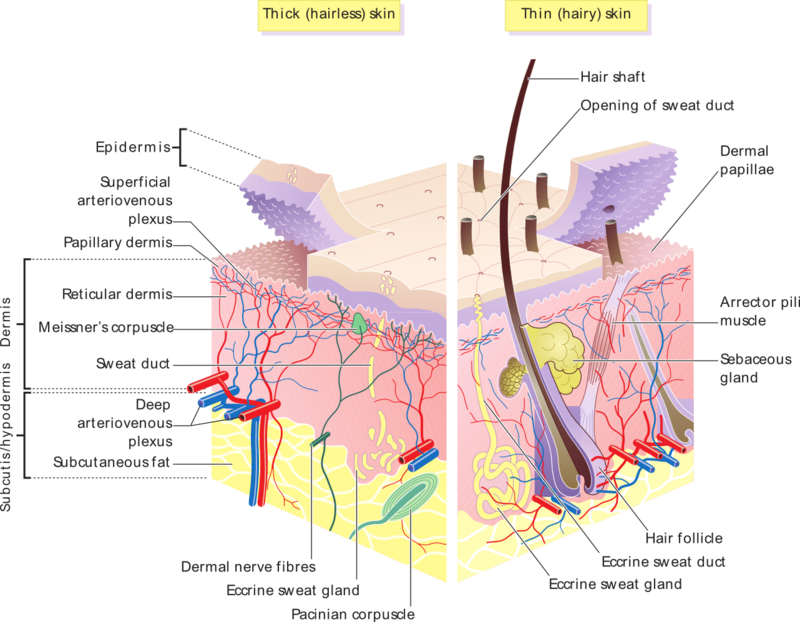 hypodermis diagram