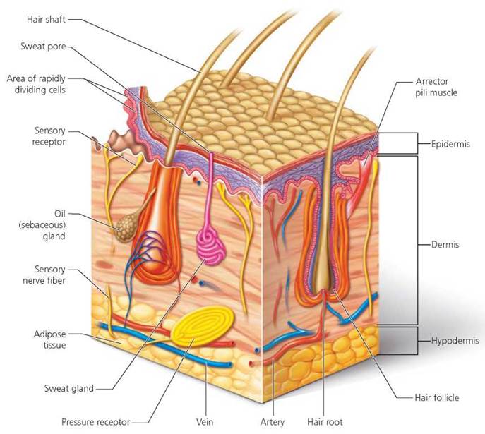 hypodermis diagram