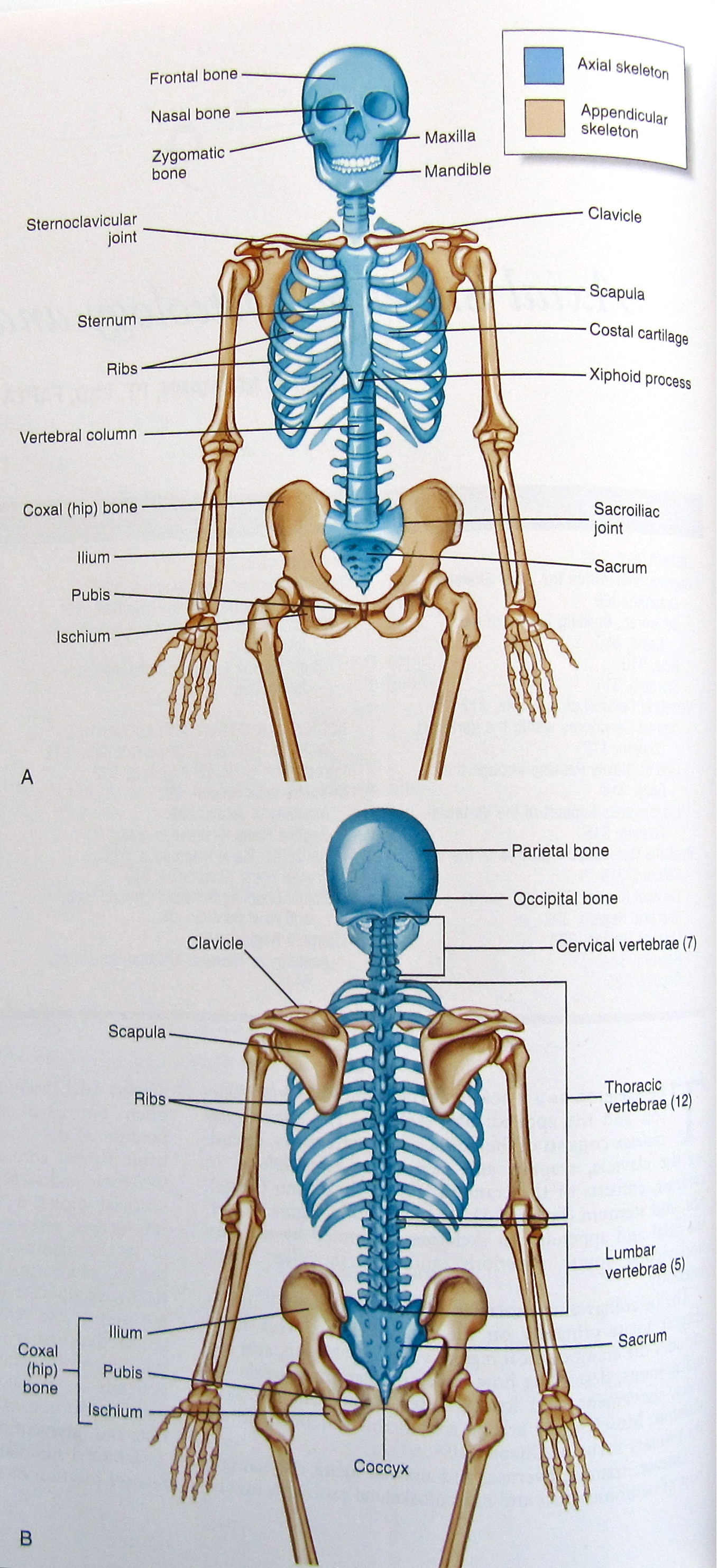 identify all indicated bones in the diagram of the articulated skeleton