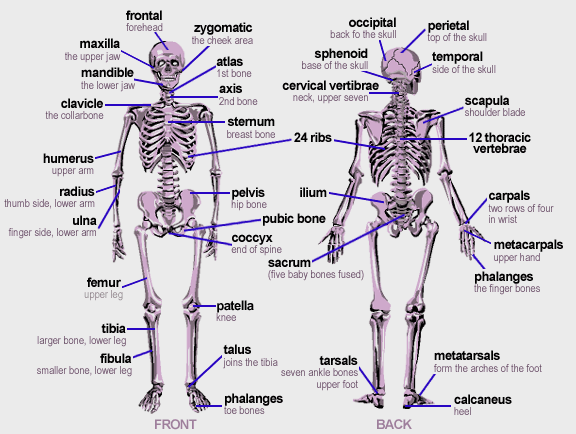 identify all indicated bones in the diagram of the articulated skeleton