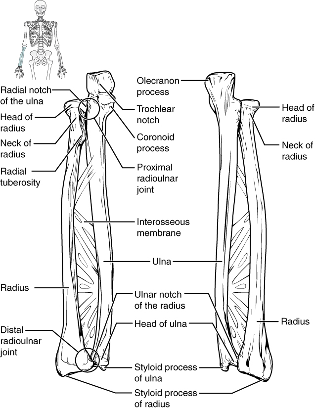 identify all indicated bones in the diagram of the articulated skeleton