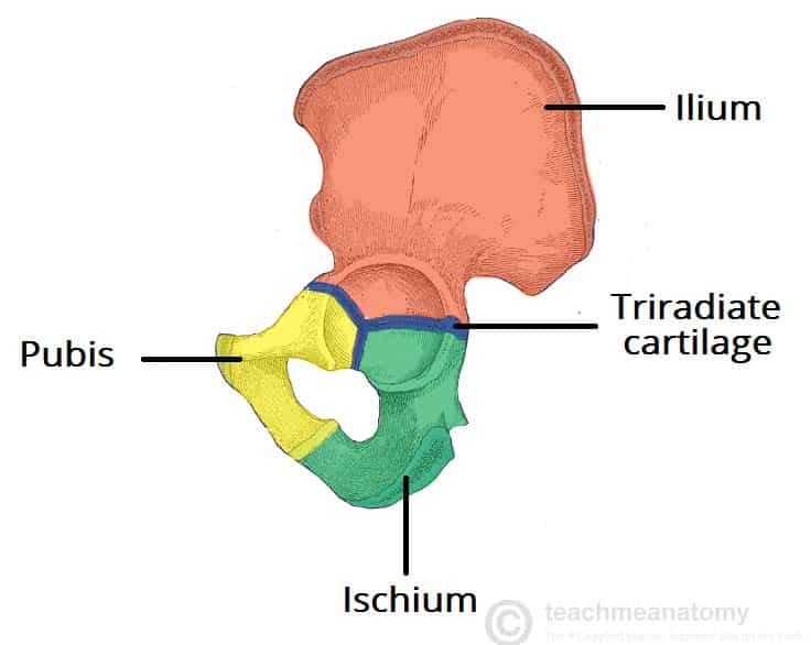 ilium ischium pubis diagram
