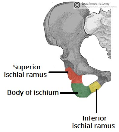 ilium ischium pubis diagram