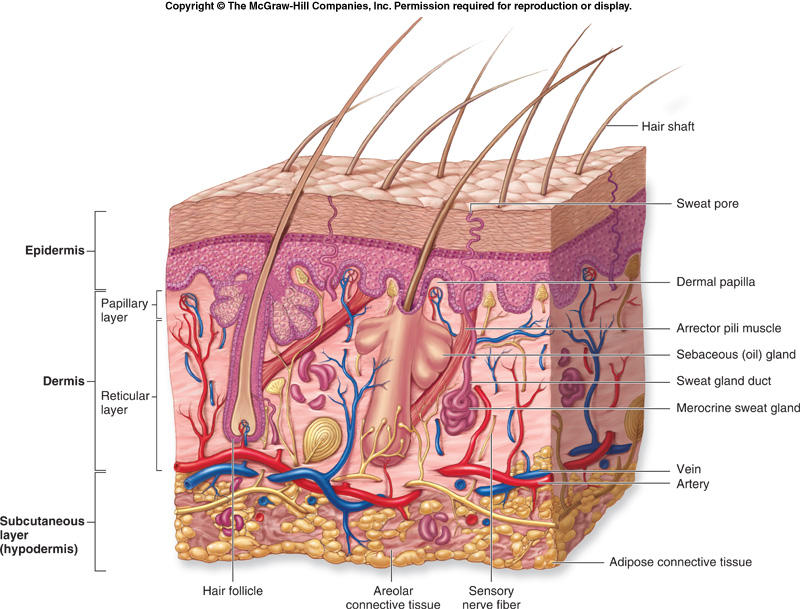 integument diagram integument diagram