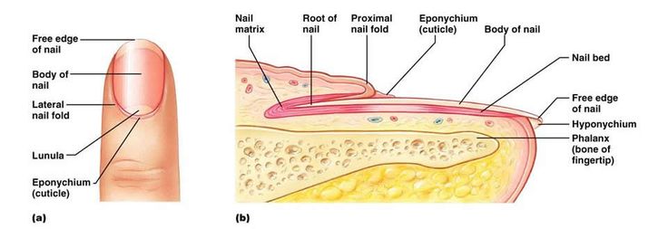 integument diagram integument diagram