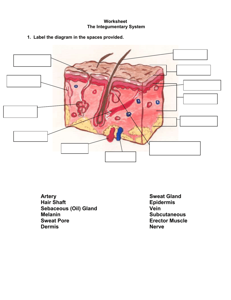 integumentary system diagram labeled