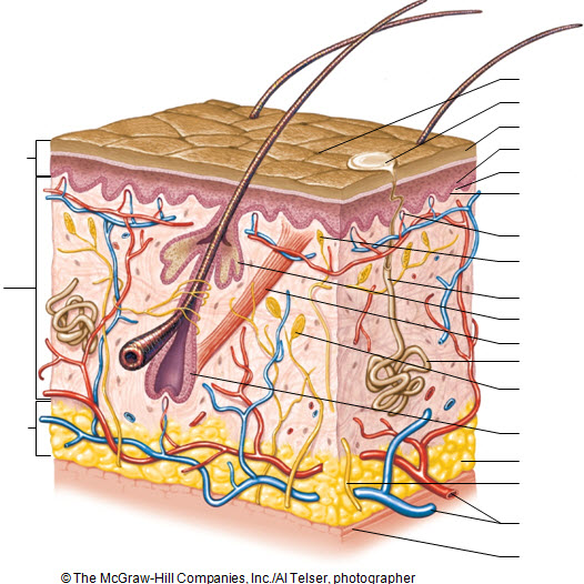 integumentary system diagram labeled