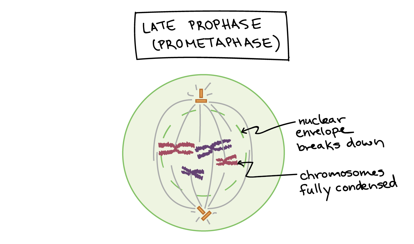 interphase diagram labeled