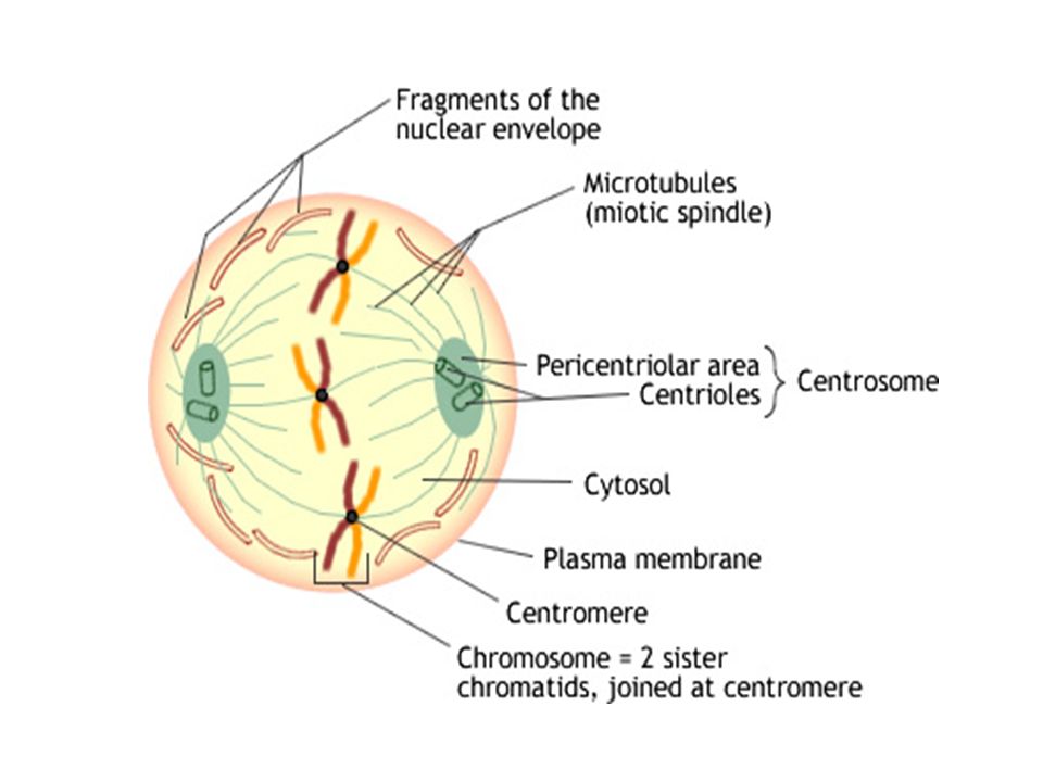 interphase diagram labeled