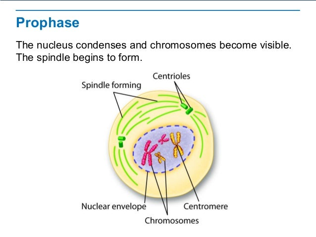 interphase diagram labeled