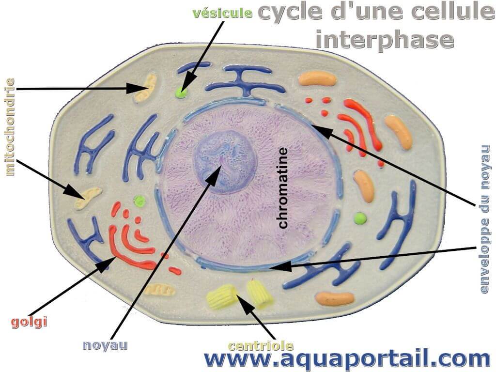 interphase diagram labeled