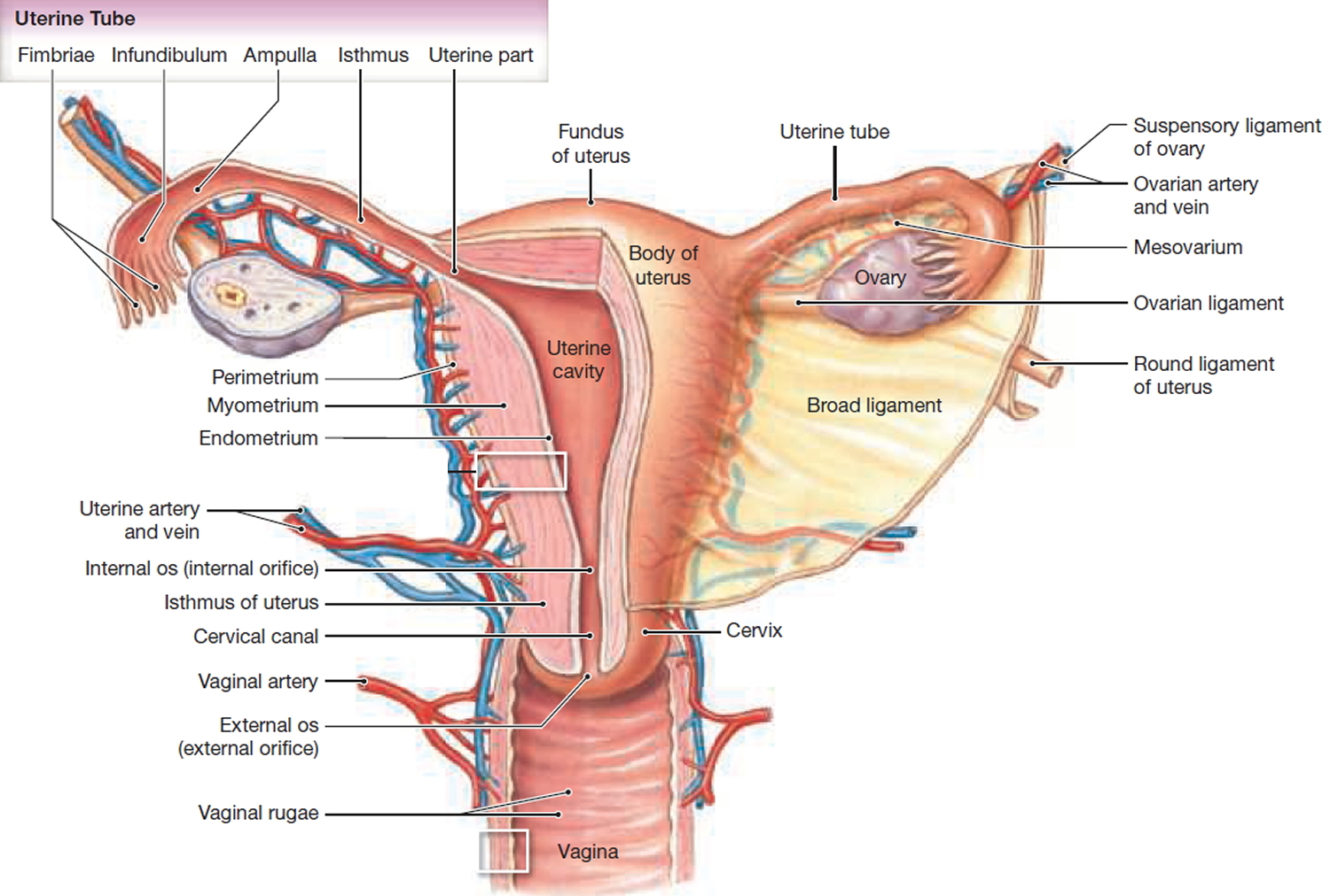 inverted uterus diagram