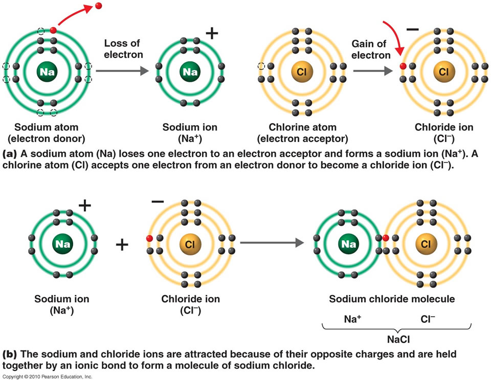 ionic and covalent bonds venn diagram