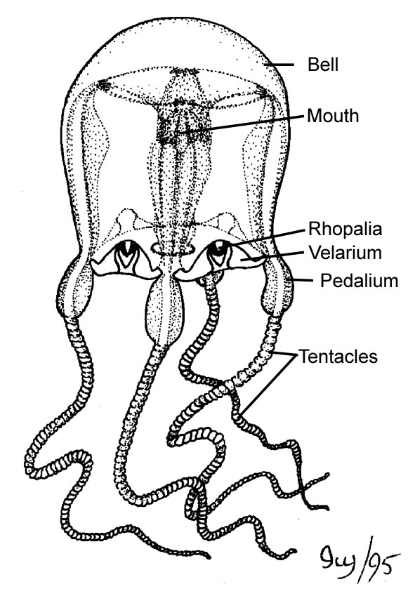 jellyfish diagram labeled