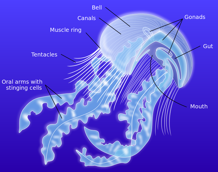 jellyfish diagram labeled