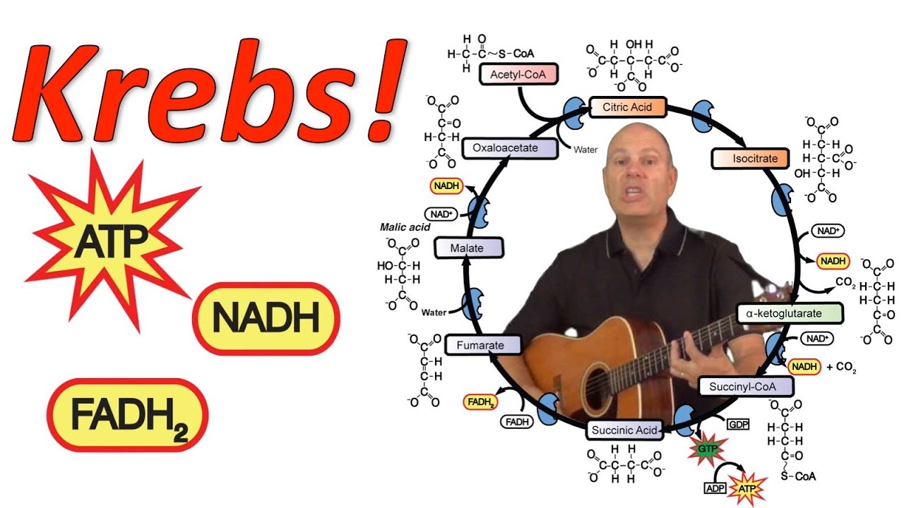 krebs cycle diagram easy