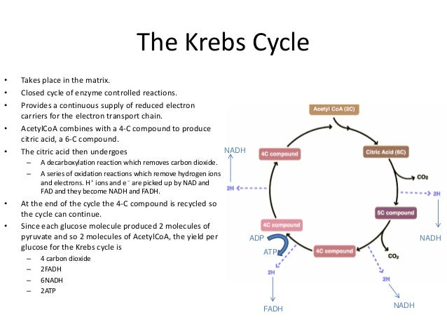 krebs cycle diagram easy