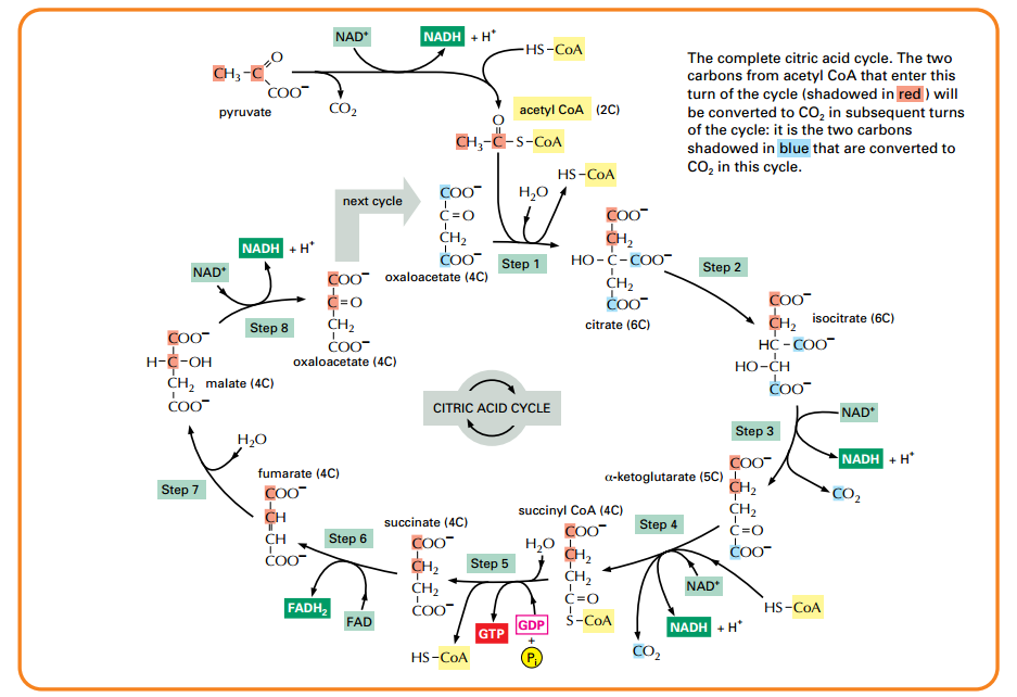 krebs cycle diagram easy