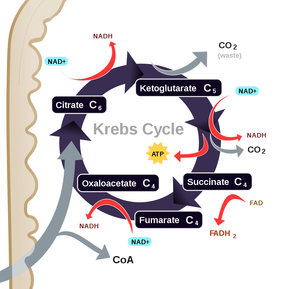 krebs cycle diagram easy