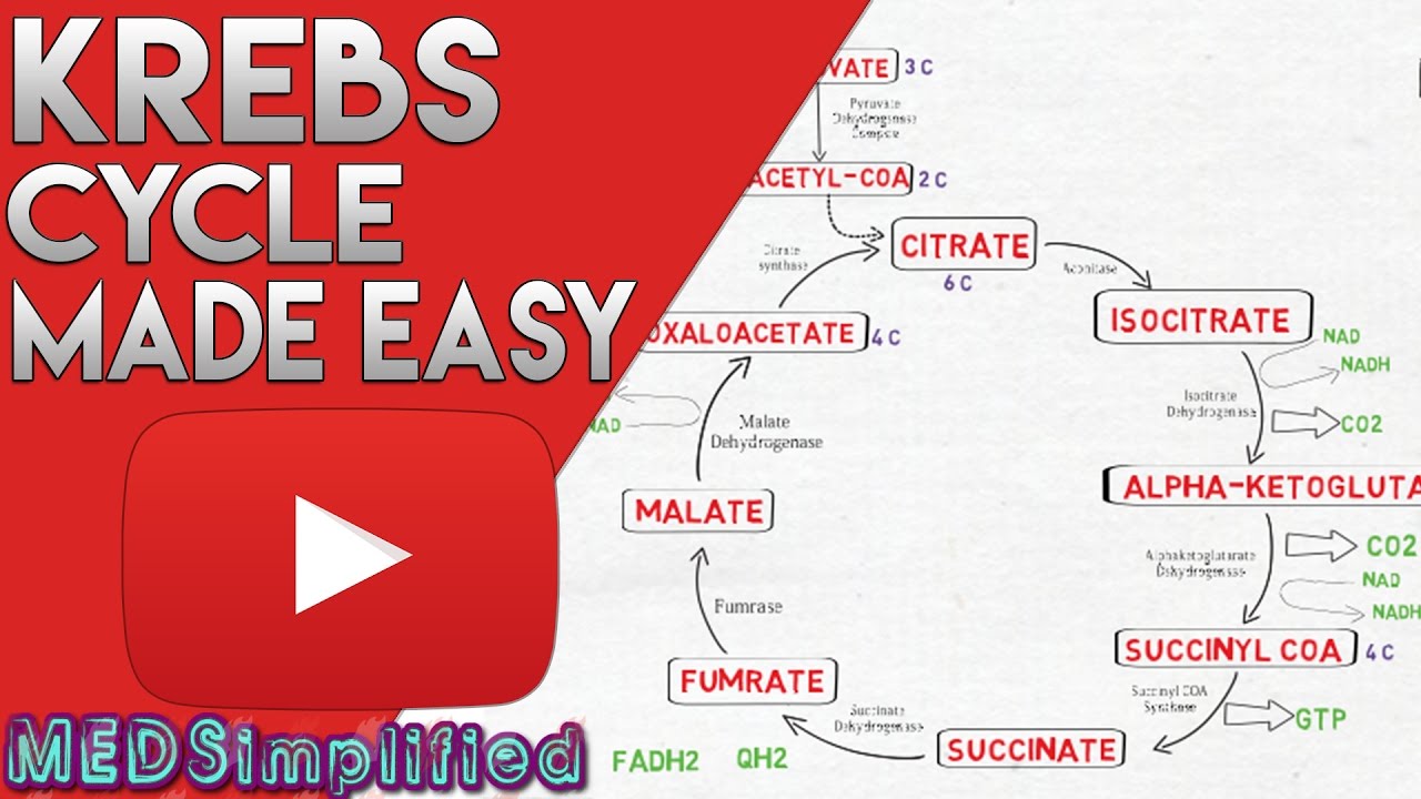 krebs cycle diagram easy