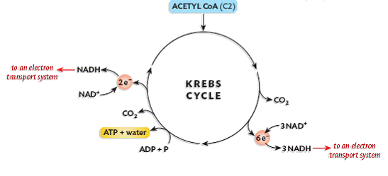 krebs cycle diagram easy