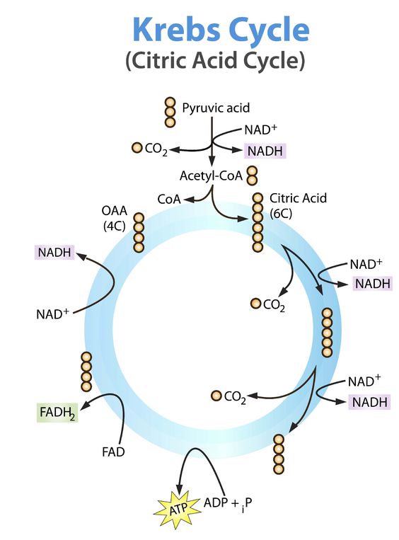 krebs cycle diagram easy