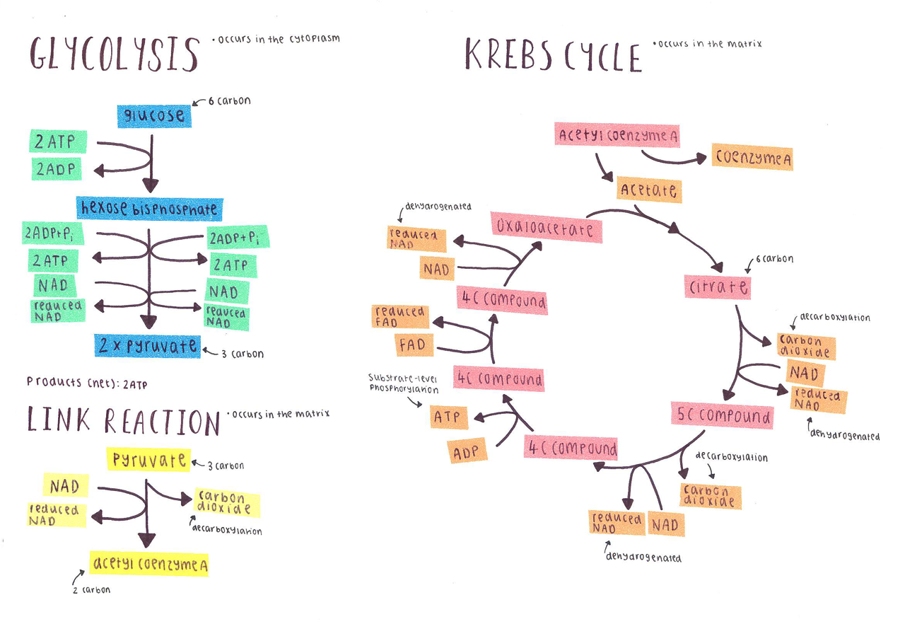 krebs cycle diagram easy