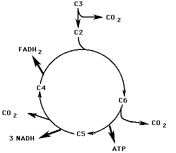 krebs cycle diagram easy