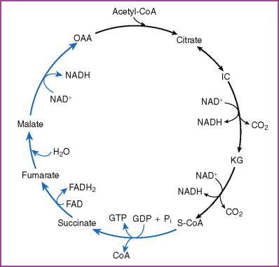 krebs cycle simplified diagram