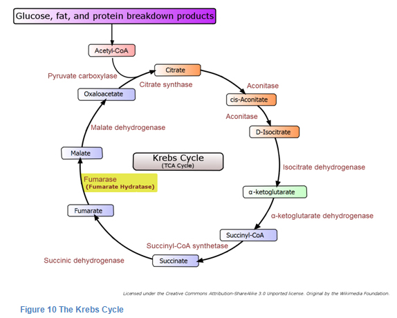 krebs cycle simplified diagram