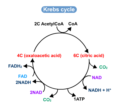 krebs cycle simplified diagram