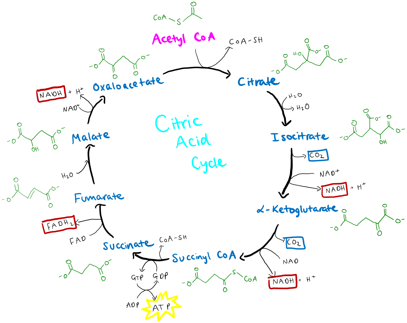 krebs cycle simplified diagram