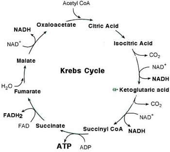 krebs cycle simplified diagram