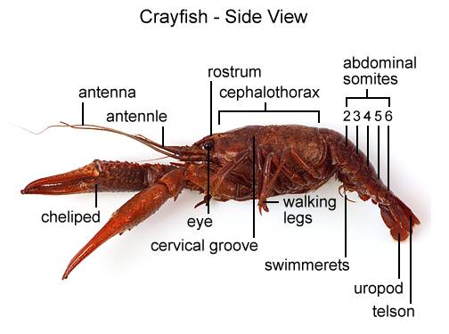 labeled diagram of a crayfish
